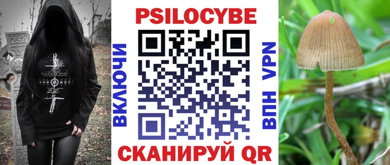 Галлюциногенные грибы Psilocybe Муром